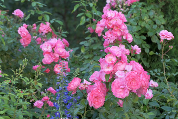 Garden pink rose