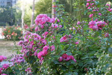 Fototapeta premium Garden red rose close-up