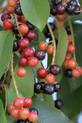 Berries of common bird cherry