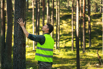 forest engineering and management, renewable resources - forester hecking quality of pine tree - obrazy, fototapety, plakaty