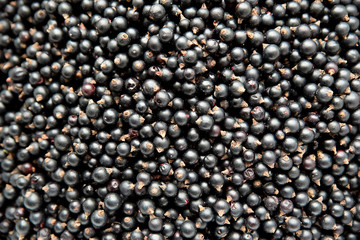 Black currant. Natural food. Gift of nature.