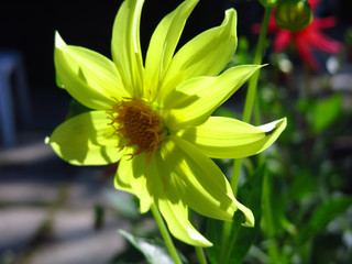 yellow dahlia on a flower bed in august blooms       