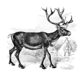 Illustration of Reindeer in the old book Encyclopedic dictionary by A. Granat, vol. 6, S. Petersburg, 1894