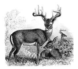 Virgin deer in the old book Encyclopedic dictionary by A. Granat, vol. 6, S. Petersburg, 1894