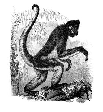 Spider monkey in the old book Encyclopedic dictionary by A. Granat, vol. 6, S. Petersburg, 1894