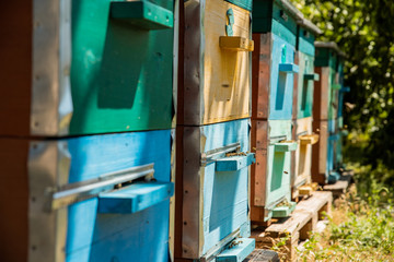 Apiary in the village. Summer time in the village. Honey harvesting season. Home for bees. A small colorful bee houses inside of the apple garden.