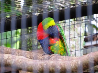Papagei