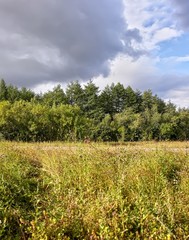 green field and blue sky