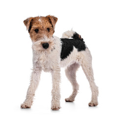 Cute Fox Terrier dog pup standing facing front. Looking beside camera with curious dark eyes. Isolated on white background.