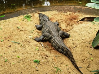 Alligator