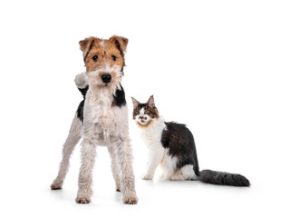 Cute Fox Terrier dog pup standing facing front. Looking at camera with curious dark eyes. Isolated on white background. Maine Coon cat photobomb in background.