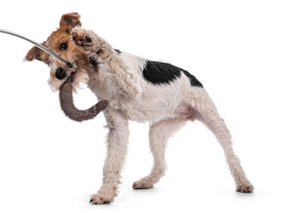 Cute Fox Terrier dog pup standing side ways. Looking beside camera with curious dark eyes. Isolated on white background. Playing with fur toy. One paw playful in air.