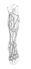 Veins of the leg in the old book Surgery Atlas by Dr. Greb, St. Petersburg, 1869