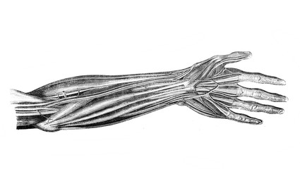 Muscles and veins of the hand in the old book Surgery Atlas by Dr. Greb, St. Petersburg, 1869