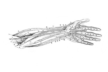 Muscles and veins of the hand in the old book Surgery Atlas by Dr. Greb, St. Petersburg, 1869