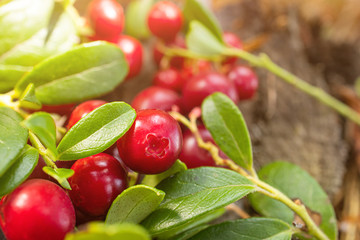 Ripe lingonberry growing in the forest close-up, macro photography. The concept of wild plants, healthy organic food, vitamins, gifts of the forest.