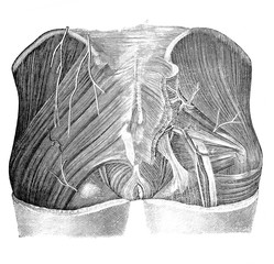 Back muscles in the old book Surgery Atlas by Dr. Greb, St. Petersburg, 1869