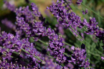 Obraz premium Lavender embellishes every garden and balcony with an intense fragrance and bright flowers.
