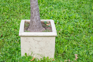 A square large pot with a growing tree stands on a green lawn in the garden