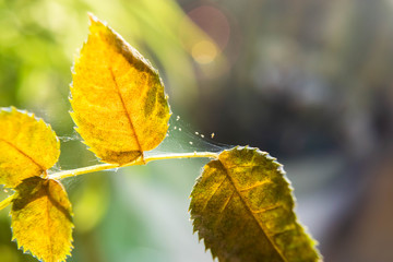 Microscopic spider mites quickly move along the cobweb entangling the leaves of a house indoor plant. Close-up. Selective focus.