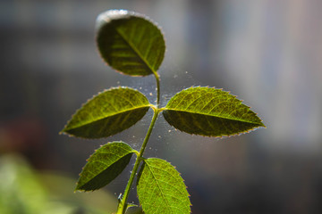 Microscopic spider mites quickly move along the cobweb entangling the leaves of a house indoor...