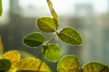 Microscopic spider mites quickly move along the cobweb entangling the leaves of a house indoor...