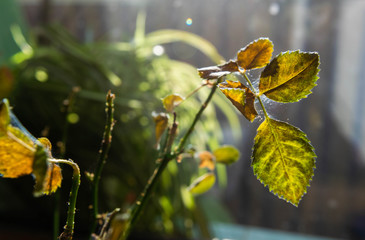 Microscopic spider mites quickly move along the cobweb entangling the leaves of a house indoor plant. Close-up. Selective focus.
