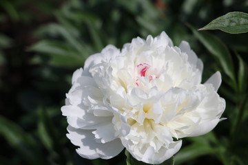 A close up of a flower