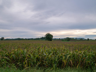 Morning atmosphere after rain of sugarcane plantation