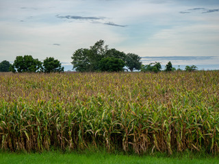 Many cane trees are growing and ready to harvest.