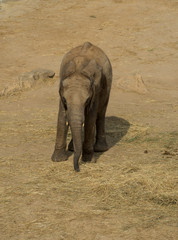 Elefante Africano 