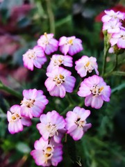 pink and white flowers
