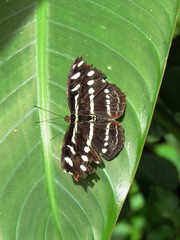 Schmetterling