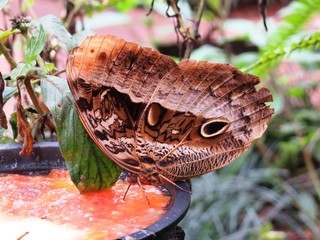 Schmetterling