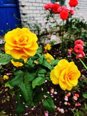 red and yellow roses