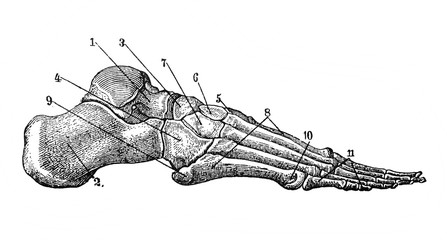 Bones of the feet from the sidein the old book Encyclopedic dictionary by A. Granat, vol. 8, S. Petersburg, 1903