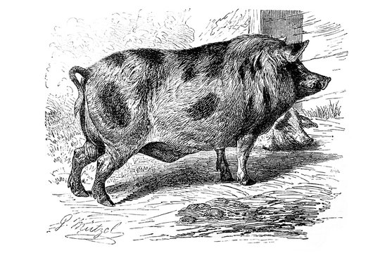 Berkshire pigin the old book Encyclopedic dictionary by A. Granat, vol. 8, S. Petersburg, 1903