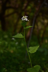 medicinal plant Alliaria petiolata in the forest