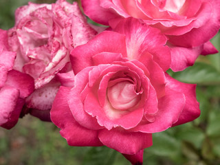 Close-up of a pretty pink rose surrounded by flowers in a garden