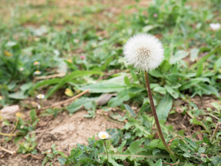 Macro view of a dried dandelion (Taraxacum officinale) among the grass in a garden