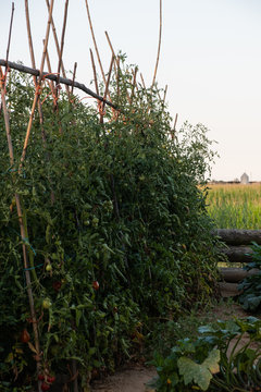 Detalle de la tomatera