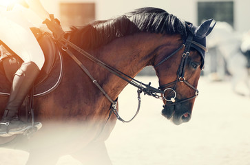 Equestrian sport. Portrait sports brown stallion in the bridle. - 372458763