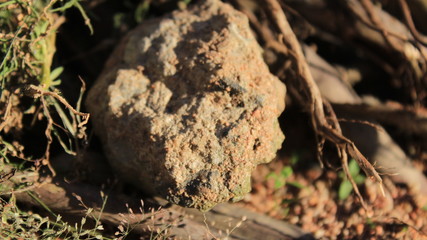 close up of a tree stump