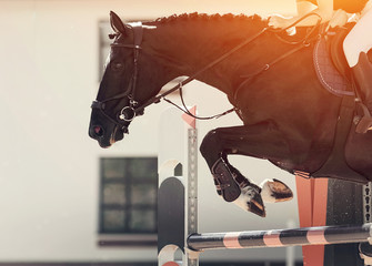 The black horse overcomes an obstacle.Show jumping