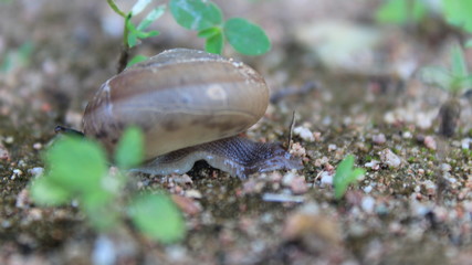 snail on leaf