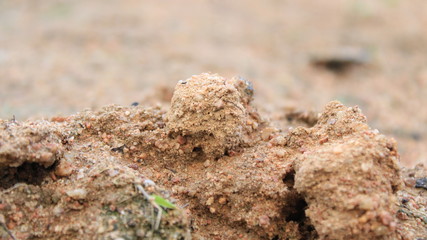 close up of a small tree