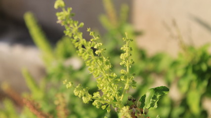 green grass with dew drops