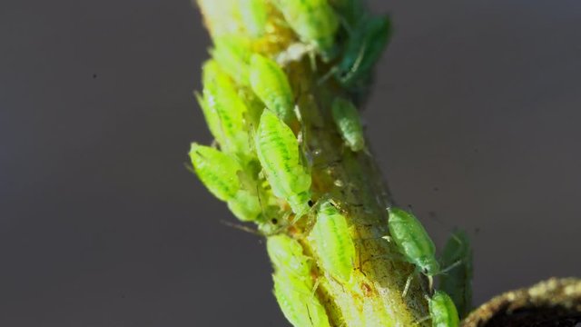 Macro shot of green Aphids on the stem. Aphidoidea.