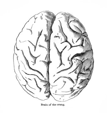 Brain of orang in the old book Human phisiology by H. Chapman, Philadelphia, 1887