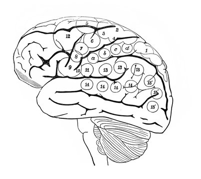Lateral view of human brain in the old book Human phisiology by H. Chapman, Philadelphia, 1887